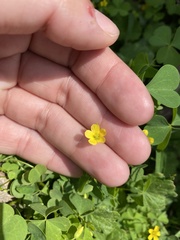 Oxalis stricta
