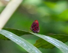 Paralaxita