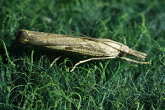Agriphila geniculea