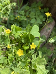 Oxalis stricta