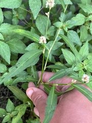 Persicaria maculosa