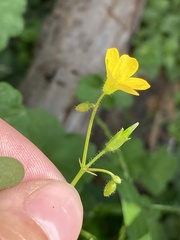 Oxalis stricta