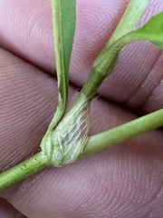 Persicaria maculosa