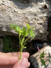Oxalis stricta