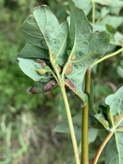Dasineura communis
