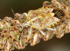 Agonoscelis versicoloratus