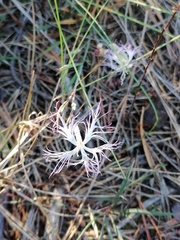 Dianthus superbus