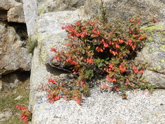 Berberis aetnensis