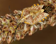 Agonoscelis versicoloratus