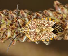 Agonoscelis versicoloratus