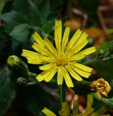 Hieracium sabaudum