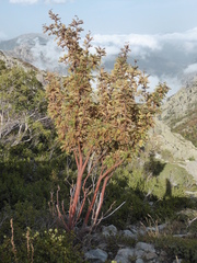 Sorbus aucuparia