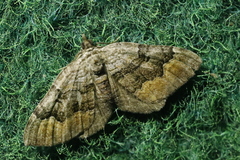 Xanthorhoe quadrifasiata
