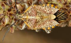 Agonoscelis versicoloratus