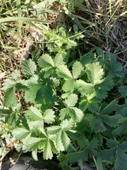 Potentilla intermedia