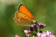 Lycaena virgaureae
