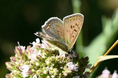 Lycaena tityrus