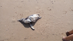 Spheniscus magellanicus