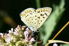 Lycaena tityrus