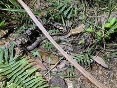 Protobothrops mucrosquamatus