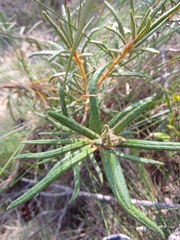 Rhododendron tomentosum