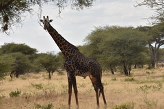 Giraffa camelopardalis tippelskirchi