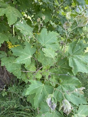Platanus occidentalis