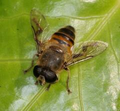 Eristalini