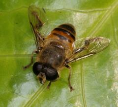 Eristalini