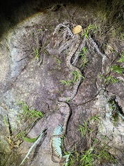 Protobothrops mucrosquamatus