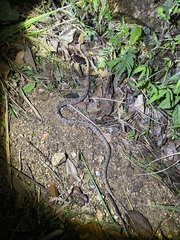 Protobothrops mucrosquamatus