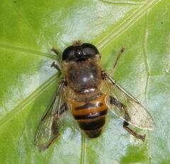 Eristalini