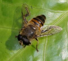 Eristalini