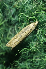 Bactra lancealana