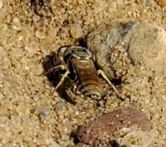 Microbembex monodonta