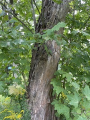 Platanus occidentalis