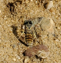 Microbembex monodonta