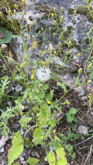 Senecio viscosus