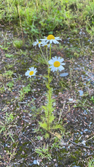 Tripleurospermum inodorum