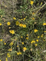 Hieracium umbellatum