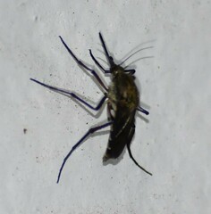 Psorophora cyanescens