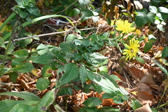 Hieracium sabaudum