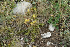 Sedum acre