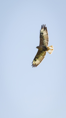 Buteo hemilasius