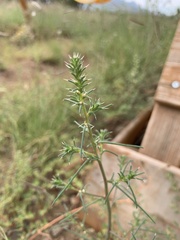 Salsola tragus