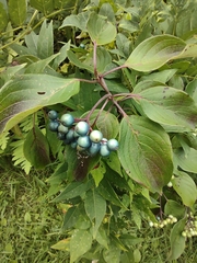 Cornus amomum