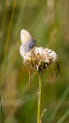 Coenonympha amaryllis