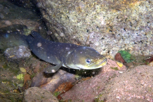 European Eel