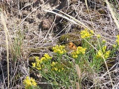 Phyciodes tharos orantain