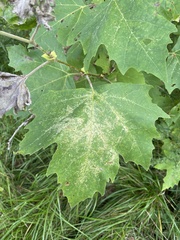 Platanus occidentalis